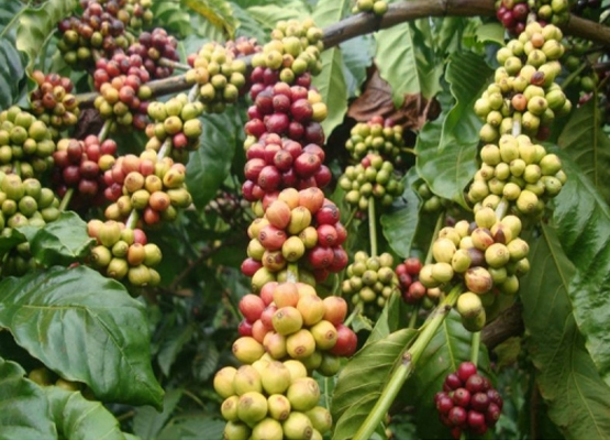 attraction-Mundolkiri Economy Coffee Tree.jpg